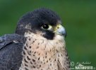 Wanderfalke