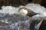 Wasseramsel