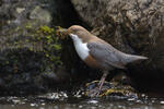 Wasseramsel