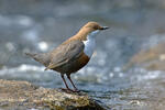 Wasseramsel