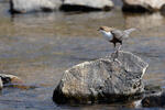 Wasseramsel