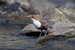 Wasseramsel