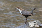 Wasseramsel