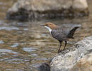 Wasseramsel