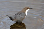 Wasseramsel