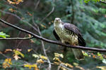 Wespenbussard