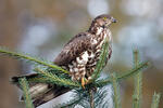 Wespenbussard