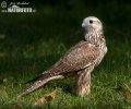 Würgfalke
