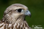 Würgfalke