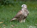 Würgfalke