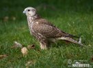 Würgfalke