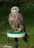 Würgfalke