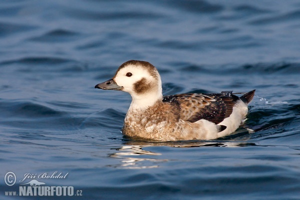 Eisente (Clangula hyemalis)