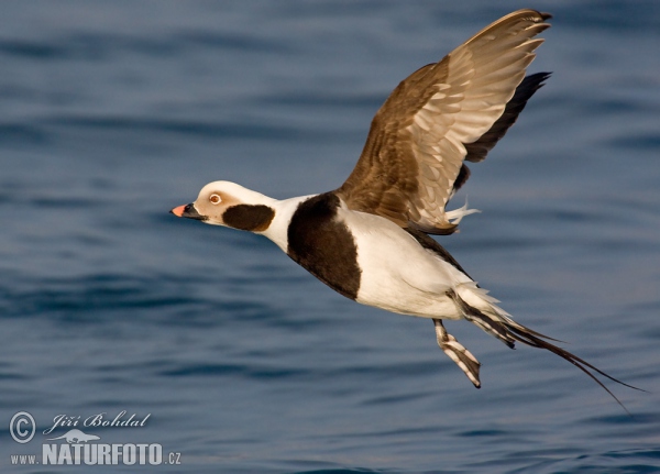 Eisente (Clangula hyemalis)