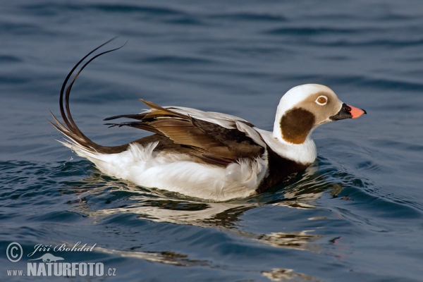 Eisente (Clangula hyemalis)