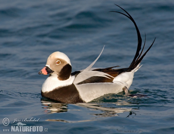 Eisente (Clangula hyemalis)