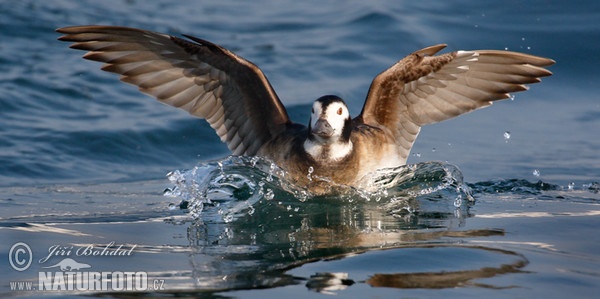 Eisente (Clangula hyemalis)