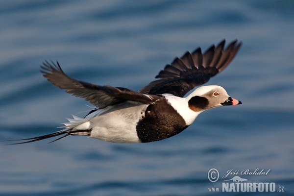 Eisente (Clangula hyemalis)