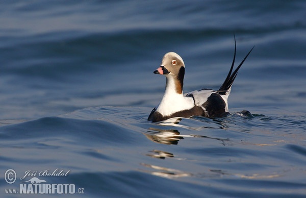 Eisente (Clangula hyemalis)