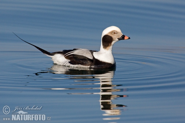 Eisente (Clangula hyemalis)