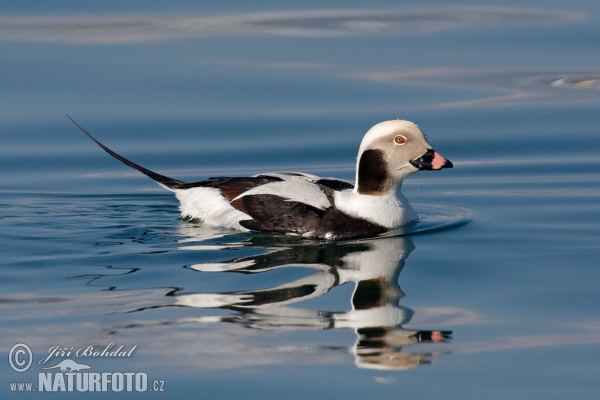 Eisente (Clangula hyemalis)