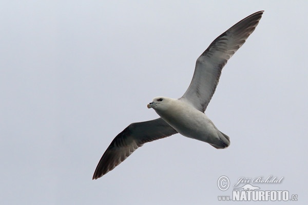 Eissturmvogel (Fulmarus glacialis)