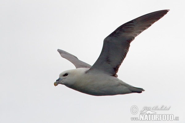 Eissturmvogel (Fulmarus glacialis)