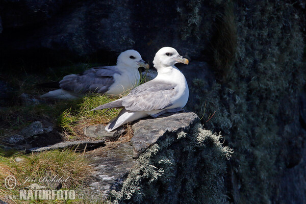 Eissturmvogel (Fulmarus glacialis)