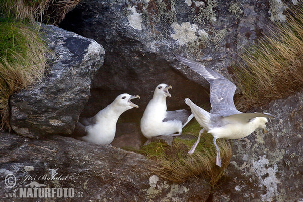 Eissturmvogel (Fulmarus glacialis)