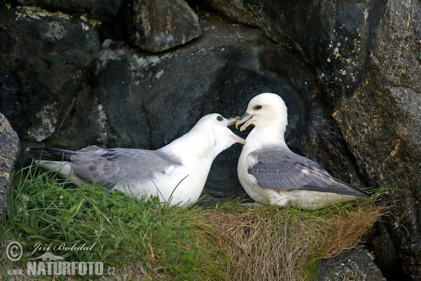 Eissturmvogel (Fulmarus glacialis)