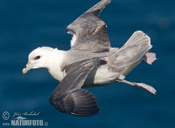 Eissturmvogel (Fulmarus glacialis)