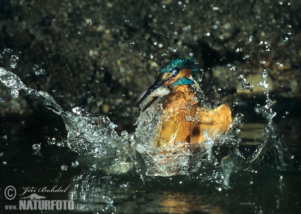 Eisvogel (Alcedo atthis)