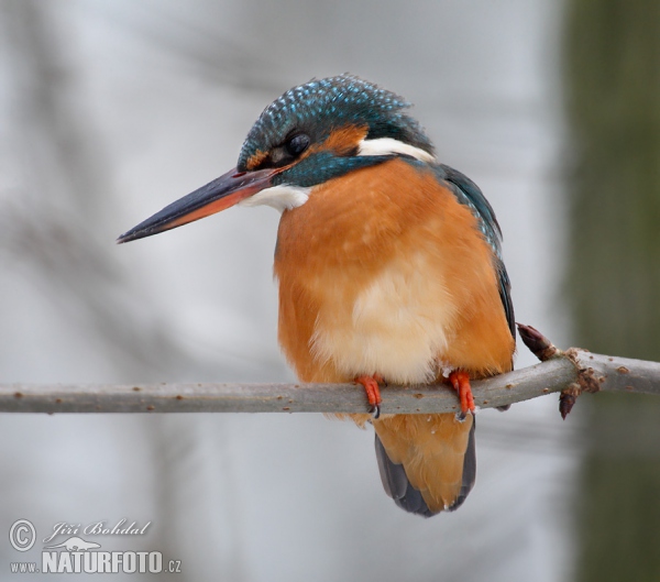 Eisvogel (Alcedo atthis)