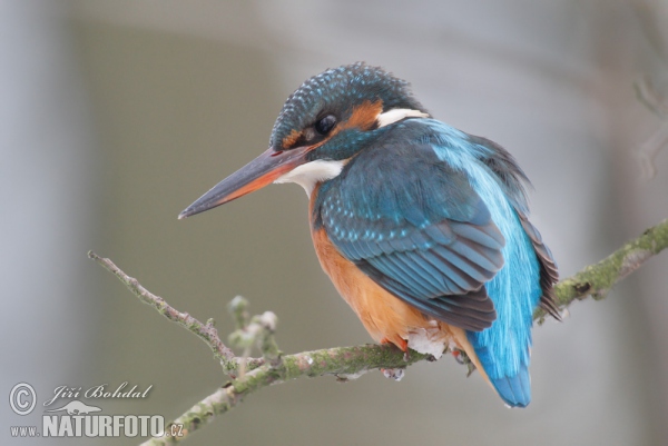 Eisvogel (Alcedo atthis)