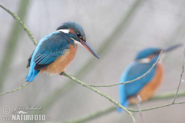 Eisvogel (Alcedo atthis)