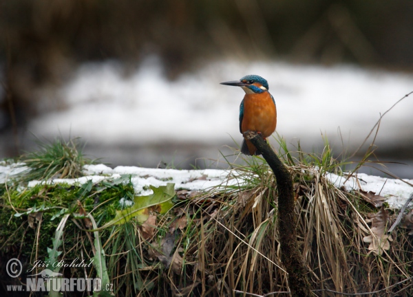 Eisvogel (Alcedo atthis)