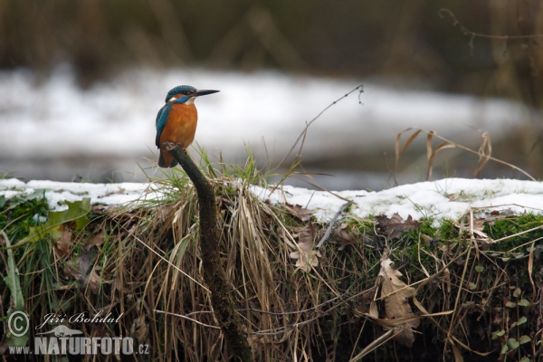 Eisvogel (Alcedo atthis)