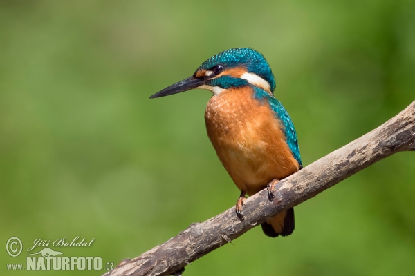 Eisvogel (Alcedo atthis)