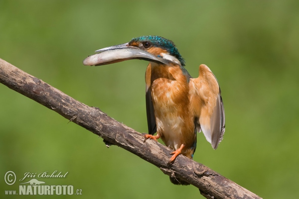 Eisvogel (Alcedo atthis)