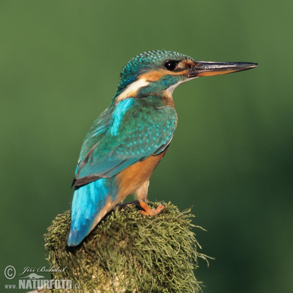 Eisvogel (Alcedo atthis)