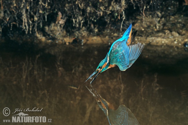 Eisvogel (Alcedo atthis)