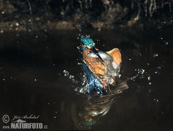 Eisvogel (Alcedo atthis)