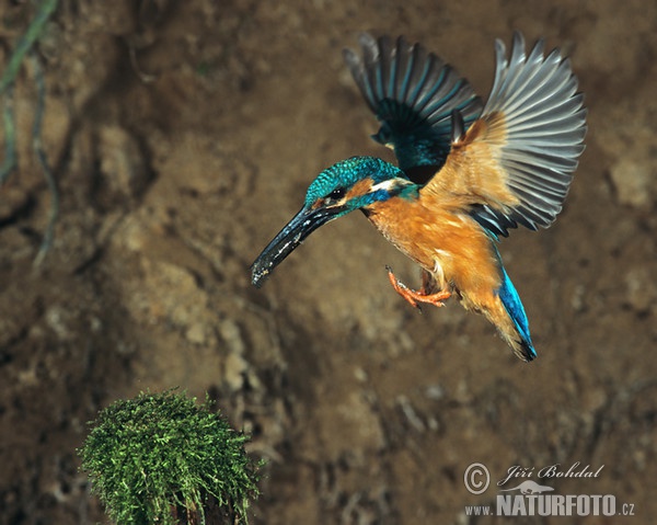 Eisvogel (Alcedo atthis)