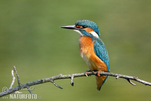 Eisvogel (Alcedo atthis)