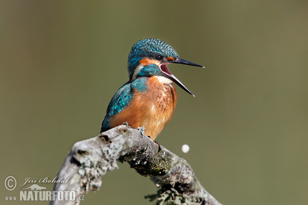 Eisvogel (Alcedo atthis)