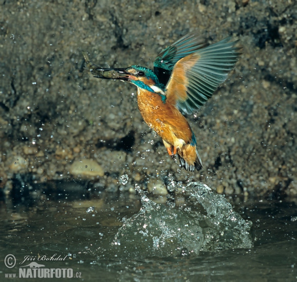 Eisvogel (Alcedo atthis)