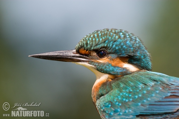 Eisvogel (Alcedo atthis)