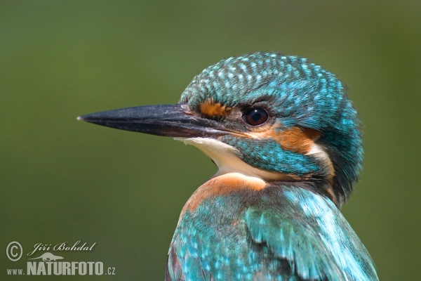 Eisvogel (Alcedo atthis)