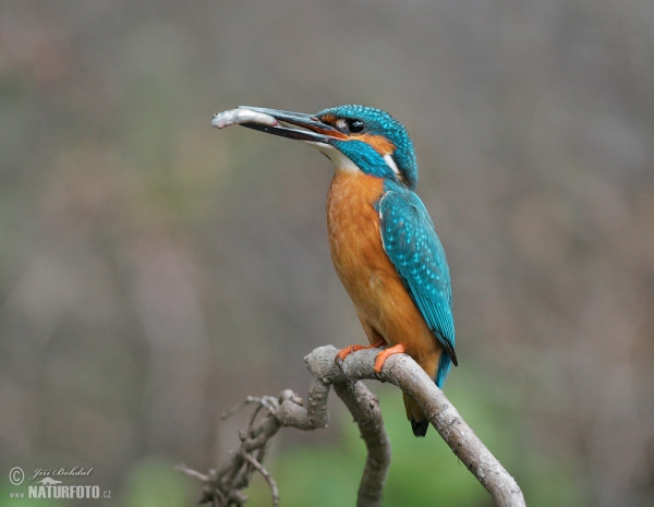 Eisvogel (Alcedo atthis)