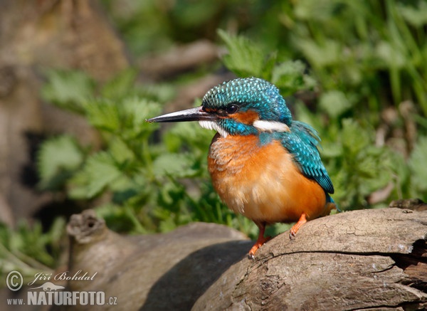 Eisvogel (Alcedo atthis)